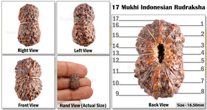 17 Mukhi Rudraksha from Indonesia - Bead No. 88