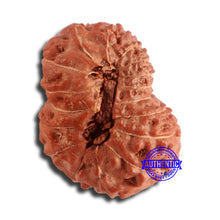 Load image into Gallery viewer, 17 Mukhi Rudraksha from Indonesia - Bead No. 165
