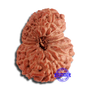 17 Mukhi Rudraksha from Indonesia - Bead No. 165