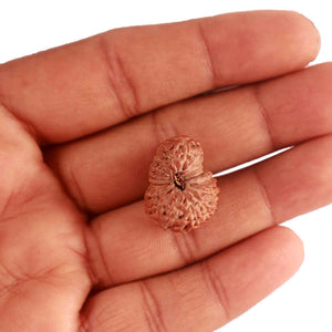 17 Mukhi Rudraksha from Indonesia - Bead No. 165