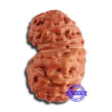 Load image into Gallery viewer, 17 Mukhi Rudraksha from Indonesia - Bead No. 165
