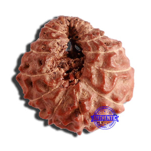 17 Mukhi Rudraksha from Indonesia - Bead No. 173