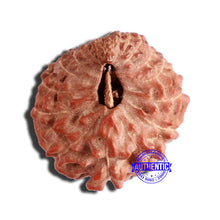 Load image into Gallery viewer, 17 Mukhi Rudraksha from Indonesia - Bead No. 173
