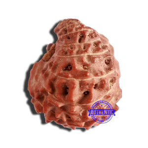 17 Mukhi Rudraksha from Indonesia - Bead No. 173