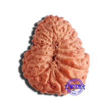 Load image into Gallery viewer, 17 Mukhi Rudraksha from Indonesia - Bead No. 174
