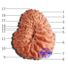 Load image into Gallery viewer, 17 Mukhi Rudraksha from Indonesia - Bead No. 174
