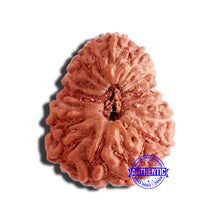 Load image into Gallery viewer, 17 Mukhi Rudraksha from Indonesia - Bead No. 174
