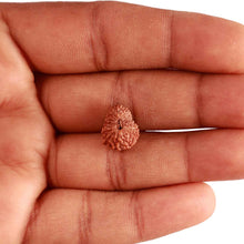 Load image into Gallery viewer, 17 Mukhi Rudraksha from Indonesia - Bead No. 174
