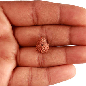 17 Mukhi Rudraksha from Indonesia - Bead No. 174