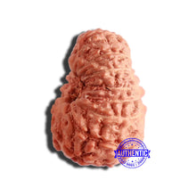 Load image into Gallery viewer, 17 Mukhi Rudraksha from Indonesia - Bead No. 174
