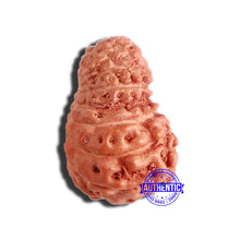 Load image into Gallery viewer, 17 Mukhi Rudraksha from Indonesia - Bead No. 174
