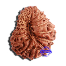 Load image into Gallery viewer, 17 Mukhi Rudraksha from Indonesia - Bead No. 175
