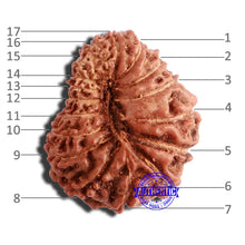 Load image into Gallery viewer, 17 Mukhi Rudraksha from Indonesia - Bead No. 175
