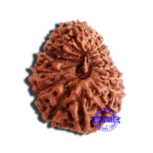 Load image into Gallery viewer, 17 Mukhi Rudraksha from Indonesia - Bead No. 175
