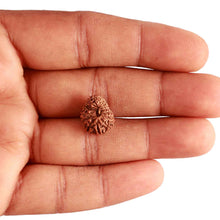 Load image into Gallery viewer, 17 Mukhi Rudraksha from Indonesia - Bead No. 175
