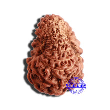 Load image into Gallery viewer, 17 Mukhi Rudraksha from Indonesia - Bead No. 175
