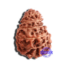 Load image into Gallery viewer, 17 Mukhi Rudraksha from Indonesia - Bead No. 175
