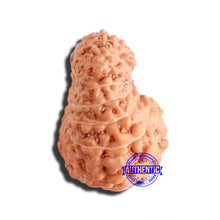 Load image into Gallery viewer, 17 Mukhi Rudraksha from Indonesia - Bead No. 181
