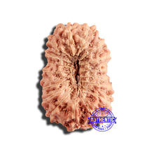 Load image into Gallery viewer, 17 Mukhi Rudraksha from Indonesia - Bead No. 187
