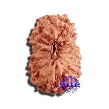 Load image into Gallery viewer, 17 Mukhi Rudraksha from Indonesia - Bead No. 187
