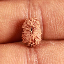 Load image into Gallery viewer, 17 Mukhi Rudraksha from Indonesia - Bead No. 187
