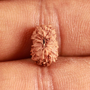 17 Mukhi Rudraksha from Indonesia - Bead No. 187