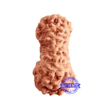 Load image into Gallery viewer, 17 Mukhi Rudraksha from Indonesia - Bead No. 187
