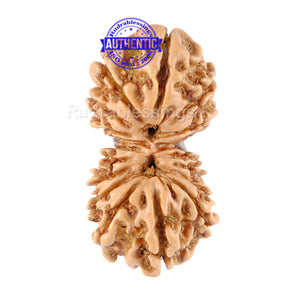 17 Mukhi Nepalese Gaurishankar Rudraksha - Bead No. 23