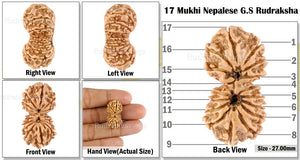 17 Mukhi Nepalese Gaurishankar Rudraksha - Bead No. 23