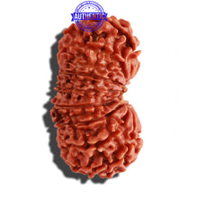 Load image into Gallery viewer, 18 Mukhi Rudraksha from Nepal - Bead No. 52
