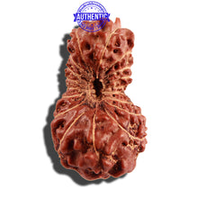 Load image into Gallery viewer, 18 Mukhi Rudraksha from Indonesia - Bead No. 171
