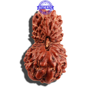 18 Mukhi Rudraksha from Indonesia - Bead No. 171