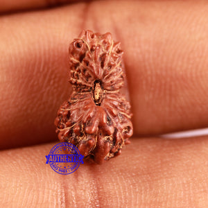 18 Mukhi Rudraksha from Indonesia - Bead No. 171