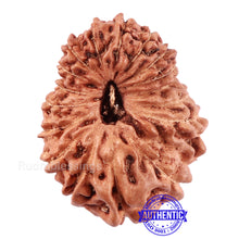 Load image into Gallery viewer, 17 Mukhi Rudraksha from Indonesia - Bead No. 153
