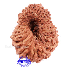 Load image into Gallery viewer, 17 Mukhi Rudraksha from Indonesia - Bead No. 153
