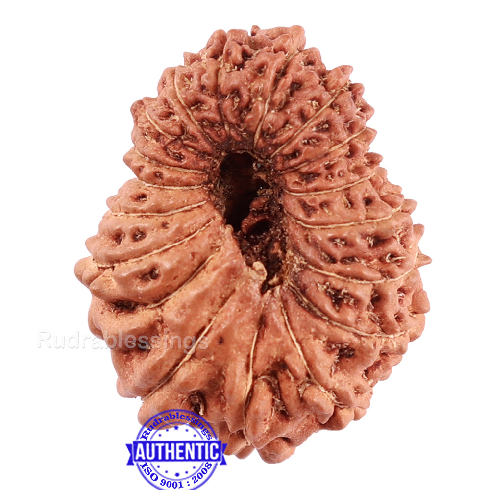 17 Mukhi Rudraksha from Indonesia - Bead No. 153