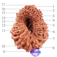 Load image into Gallery viewer, 17 Mukhi Rudraksha from Indonesia - Bead No. 153
