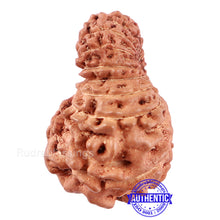 Load image into Gallery viewer, 17 Mukhi Rudraksha from Indonesia - Bead No. 153
