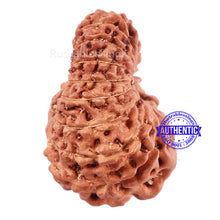 Load image into Gallery viewer, 17 Mukhi Rudraksha from Indonesia - Bead No. 153
