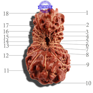 18 Mukhi Rudraksha from Indonesia - Bead No. 171