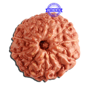 11 Mukhi Indonesian Rudraksha - Bead No. 204