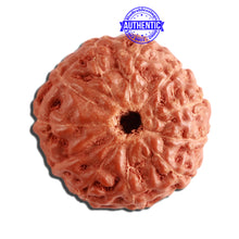 Load image into Gallery viewer, 11 Mukhi Indonesian Rudraksha - Bead No. 204
