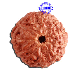 11 Mukhi Indonesian Rudraksha - Bead No. 204