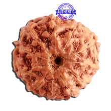 Load image into Gallery viewer, 11 Mukhi Indonesian Rudraksha - Bead No. 206
