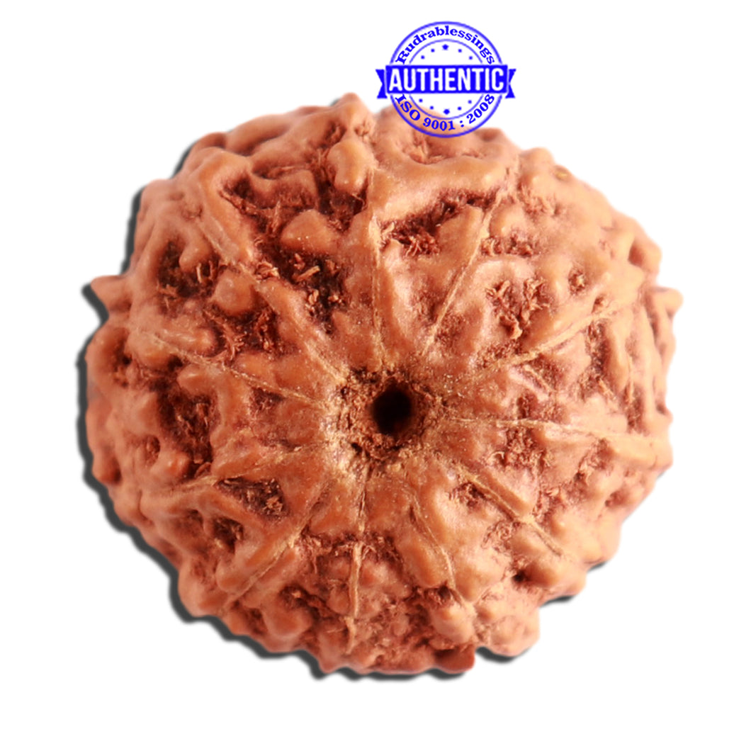 11 Mukhi Indonesian Rudraksha - Bead No. 206