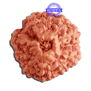 11 Mukhi Indonesian Rudraksha - Bead No. 220