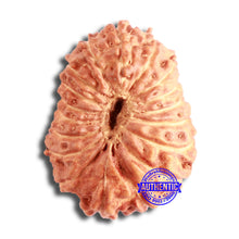 Load image into Gallery viewer, 18 Mukhi Rudraksha from Indonesia - Bead No. 174
