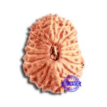 Load image into Gallery viewer, 18 Mukhi Rudraksha from Indonesia - Bead No. 174
