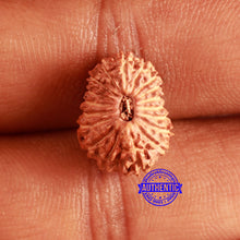 Load image into Gallery viewer, 18 Mukhi Rudraksha from Indonesia - Bead No. 174
