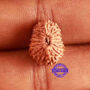 18 Mukhi Rudraksha from Indonesia - Bead No. 174